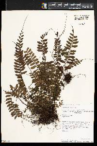 Asplenium radicans image