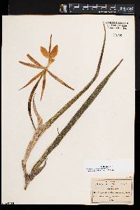 Epidendrum parkinsonianum image