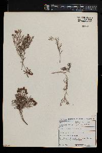 Limonium scabrum image