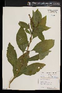 Phytolacca dodecandra image