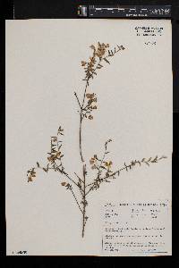 Polygala scabra image