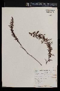 Limonium scabrum image