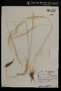 Stipagrostis ciliata image