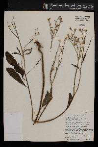 Talinum fruticosum image