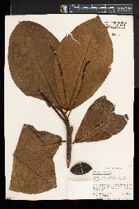 Terminalia catappa image