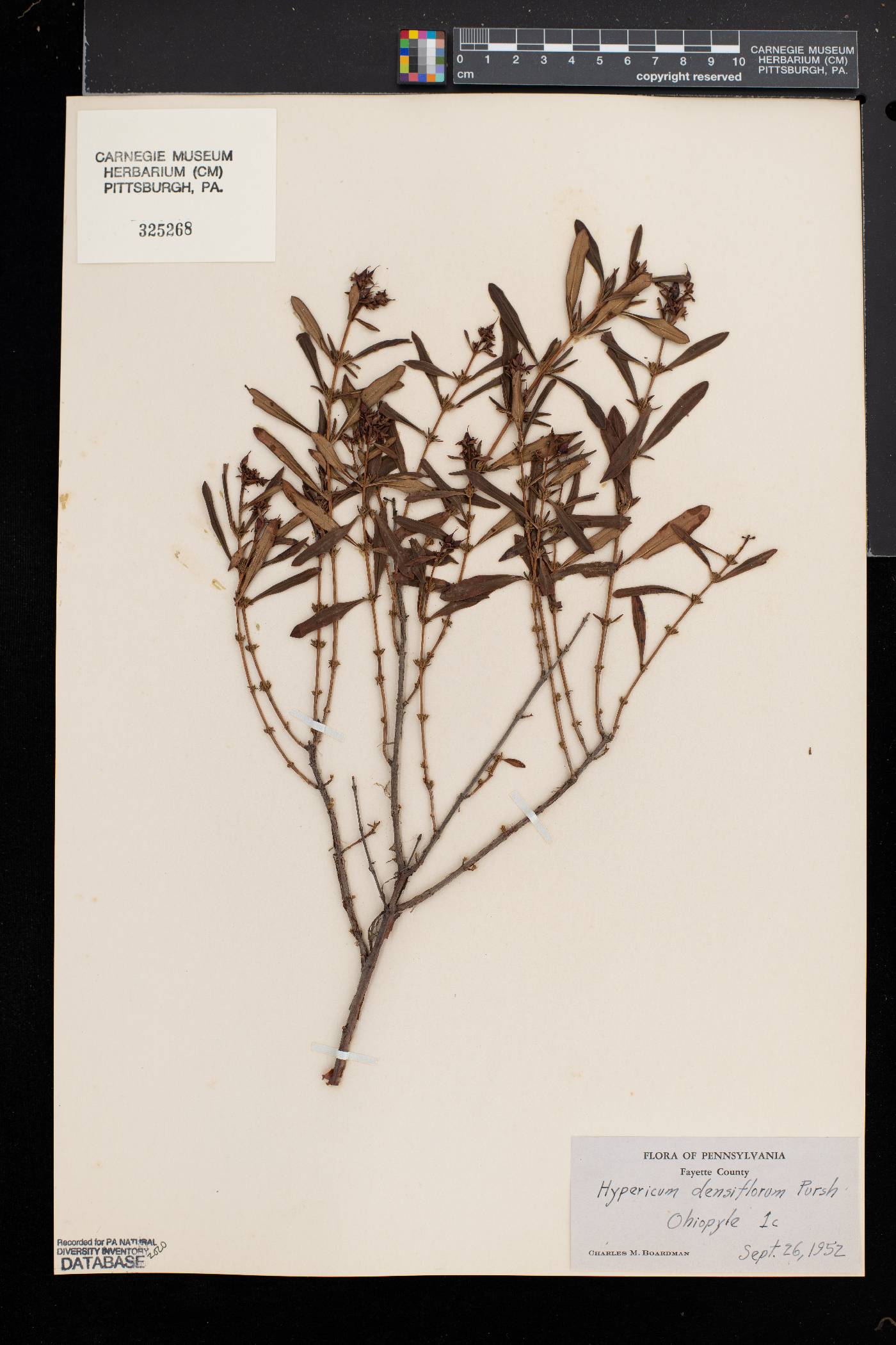 Hypericum densiflorum image