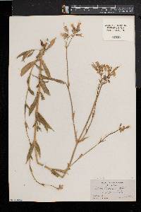 Silene vulgaris image