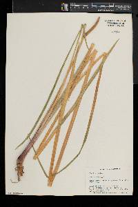 Acorus calamus image