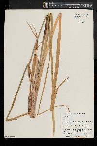 Acorus calamus image