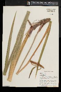 Acorus calamus image