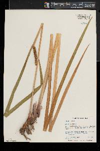 Acorus calamus image