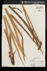 Acorus calamus image