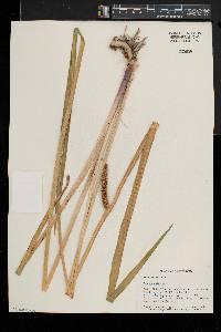 Acorus calamus image