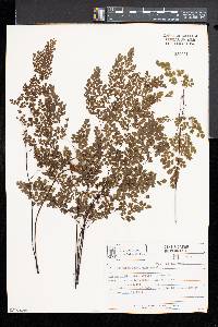 Adiantum raddianum image