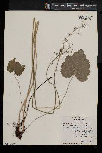 Heuchera americana image