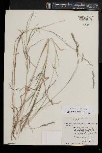 Muhlenbergia frondosa image