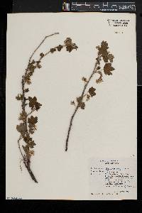 Ribes americanum image