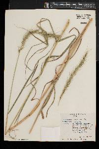 Elymus riparius image