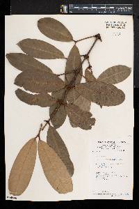Garcinia ovalifolia image