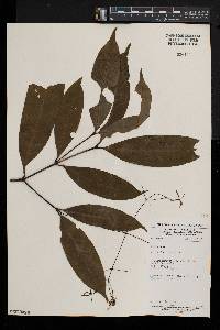 Ixora laxiflora image