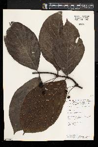 Morinda lucida image