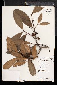 Garcinia ovalifolia image