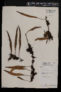 Hovenkampia schimperiana image