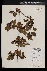 Sabicea duparquetiana image