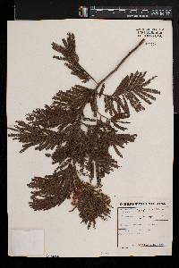 Acacia mearnsii image