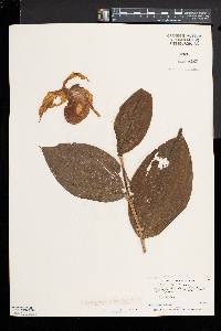 Cypripedium parviflorum var. pubescens image