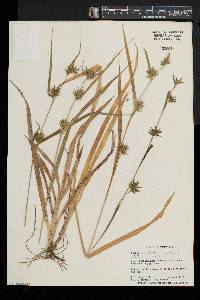 Carex folliculata image