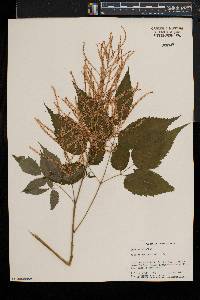 Aruncus dioicus image