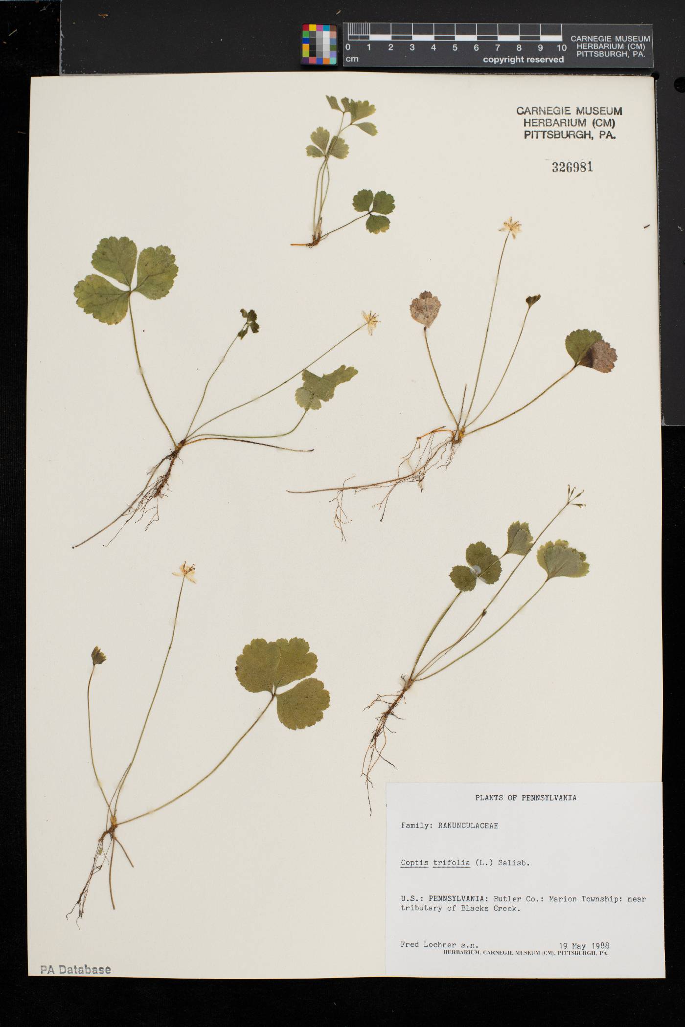 Coptis trifolia subsp. groenlandica image