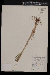 Eleusine africana image