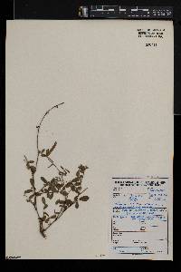Tephrosia purpurea subsp. leptostachya image