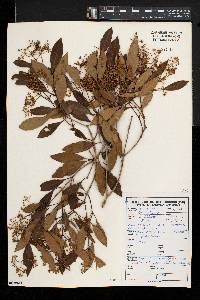 Olea capensis image