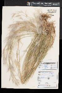 Andropogon eucomus image