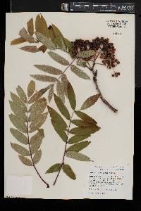 Sorbus americana image