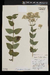 Eupatorium rotundifolium var. ovatum image