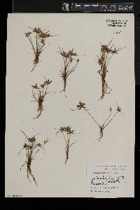 Cyperus bipartitus image