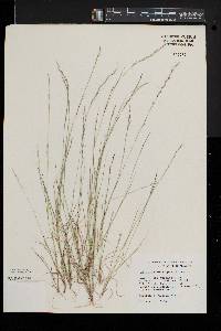 Aristida longespica image