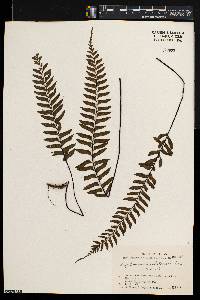 Asplenium unilaterale image