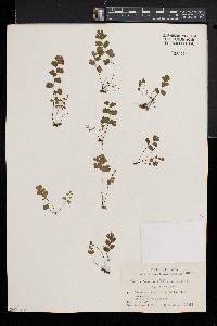 Adiantum capillus-veneris image