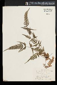 Pteris dispar image