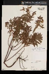 Euphorbia schimperiana image