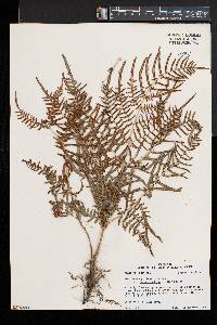 Pteridium aquilinum subsp. pseudocaudatum image