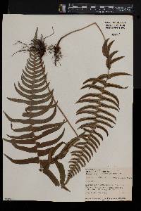 Blechnum occidentale var. minor image