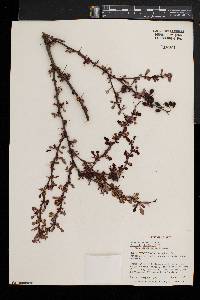 Berberis thunbergii var. atropurpurea image