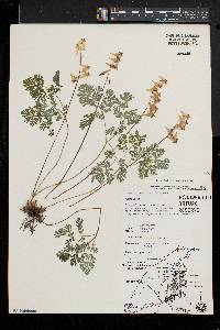 Dicentra cucullaria image