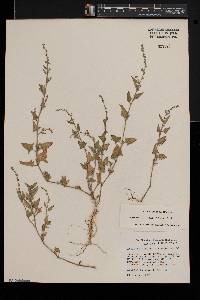 Atriplex prostrata image